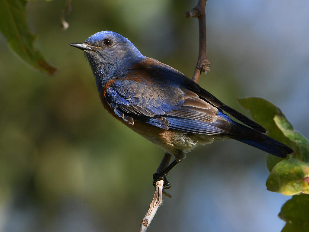 Bluebird.jpg