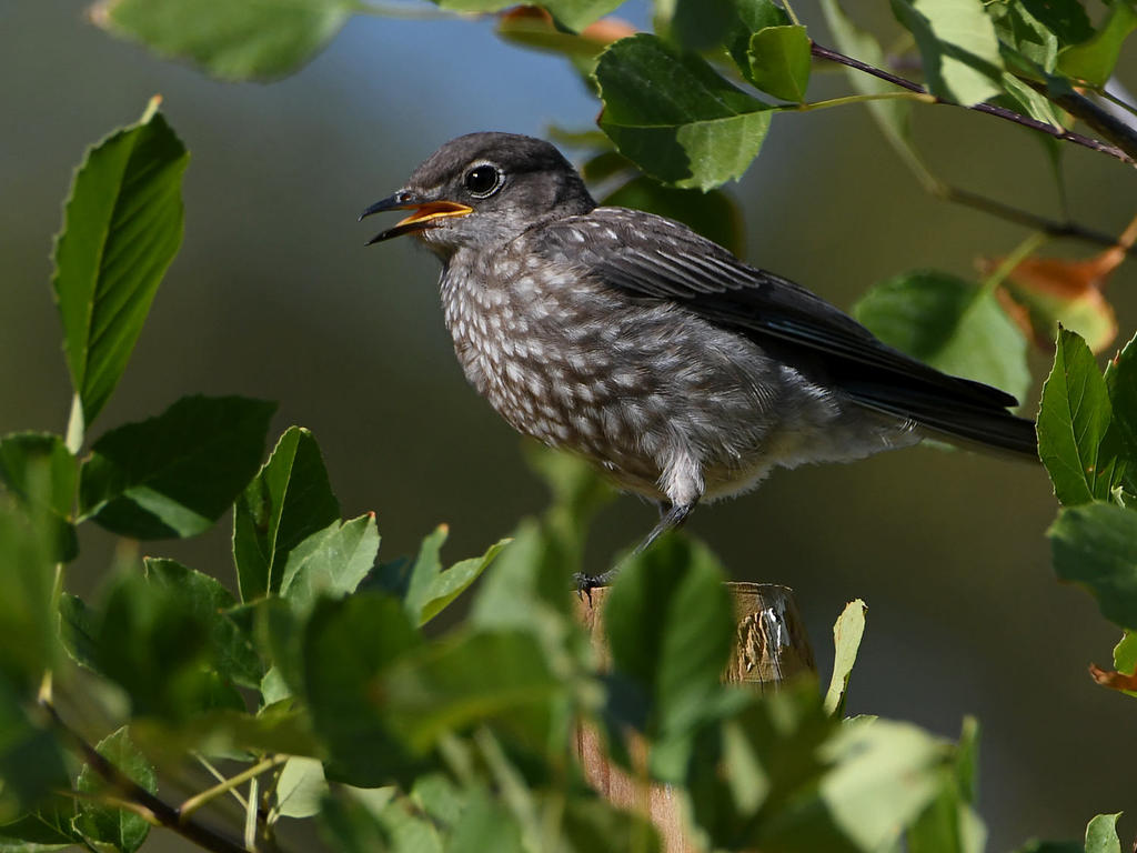 Bluebird.jpg