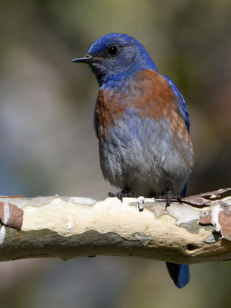 Bluebird.jpg