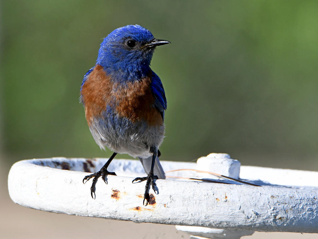 Bluebird.jpg