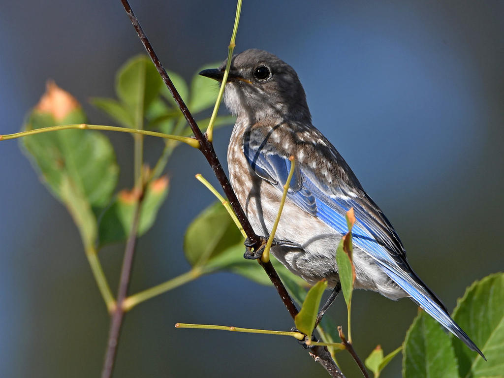 Bluebird.jpg