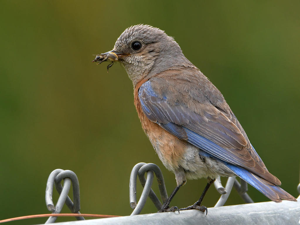 Bluebird.jpg