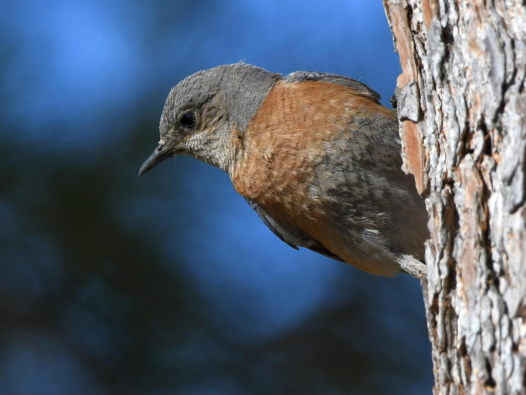 Bluebird.jpg