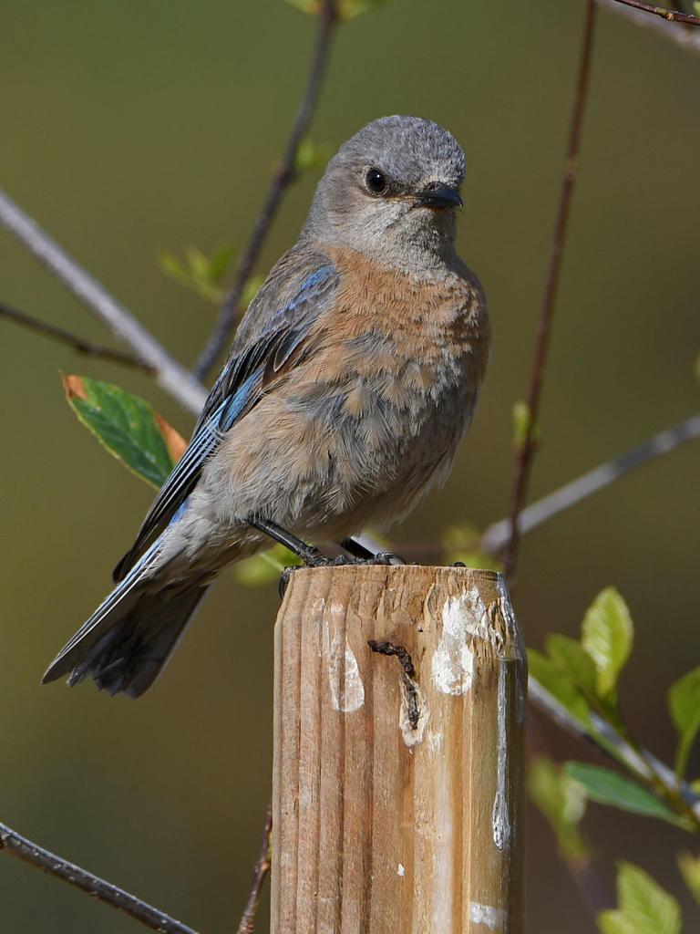 Bluebird.jpg