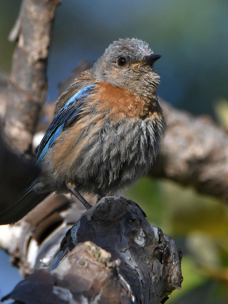 Bluebird.jpg
