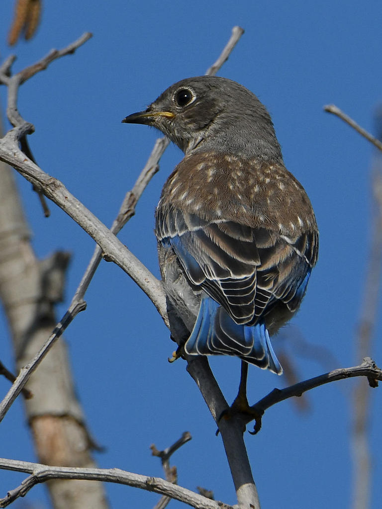 Bluebird.jpg