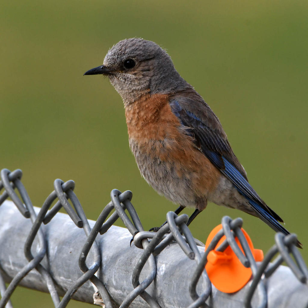 Bluebird.jpg