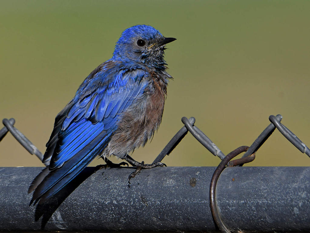 Bluebird.jpg