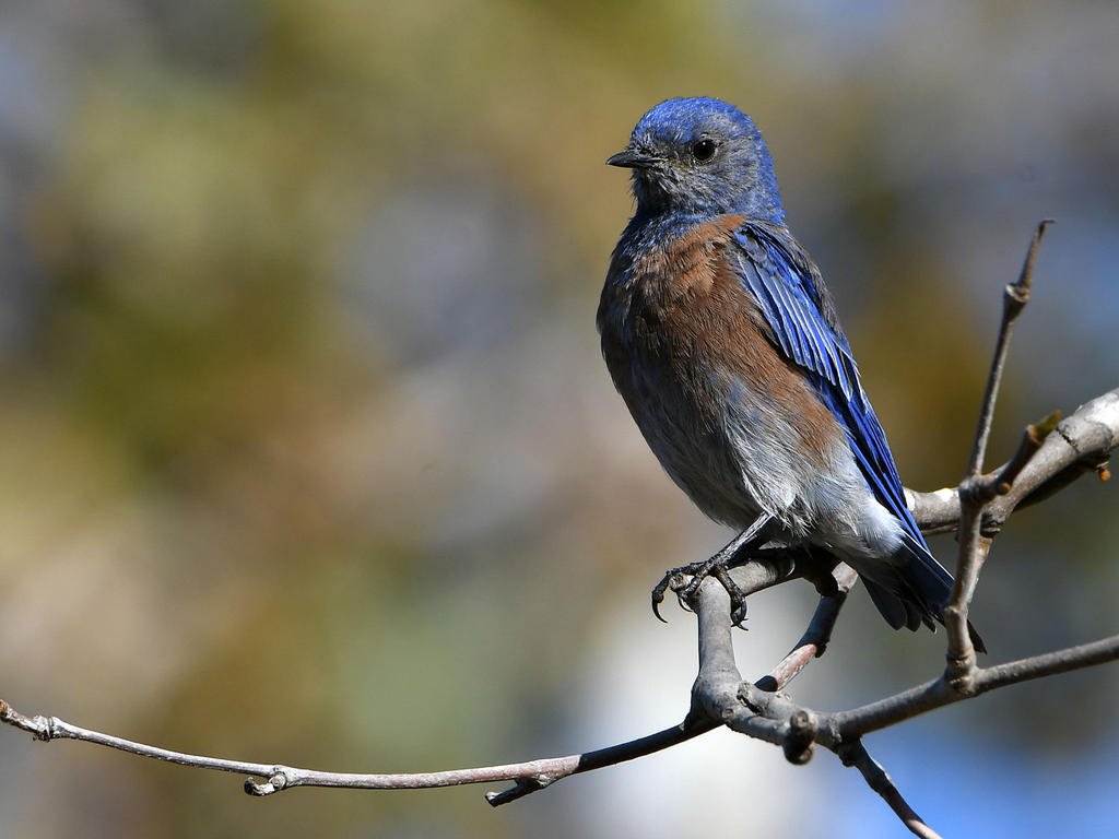 Bluebird.jpg