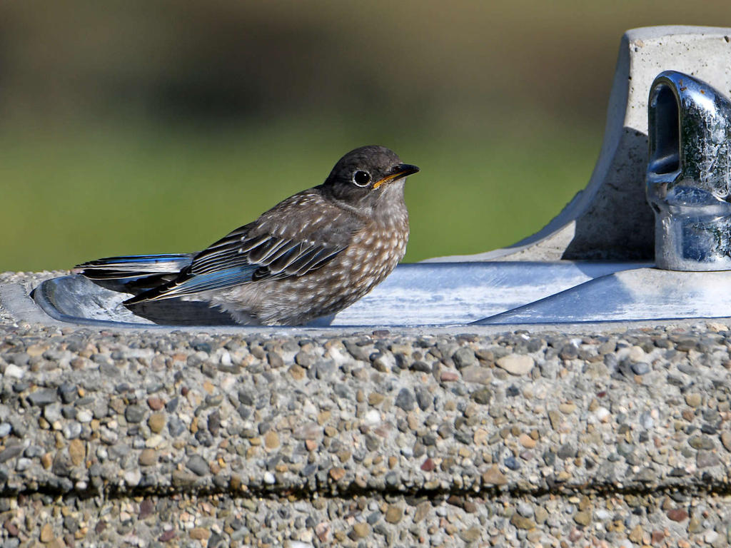 Bluebird.jpg