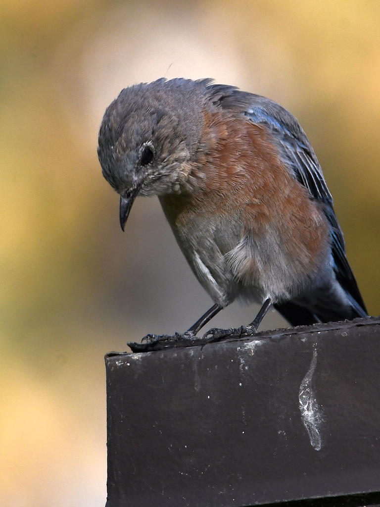 Bluebird.jpg
