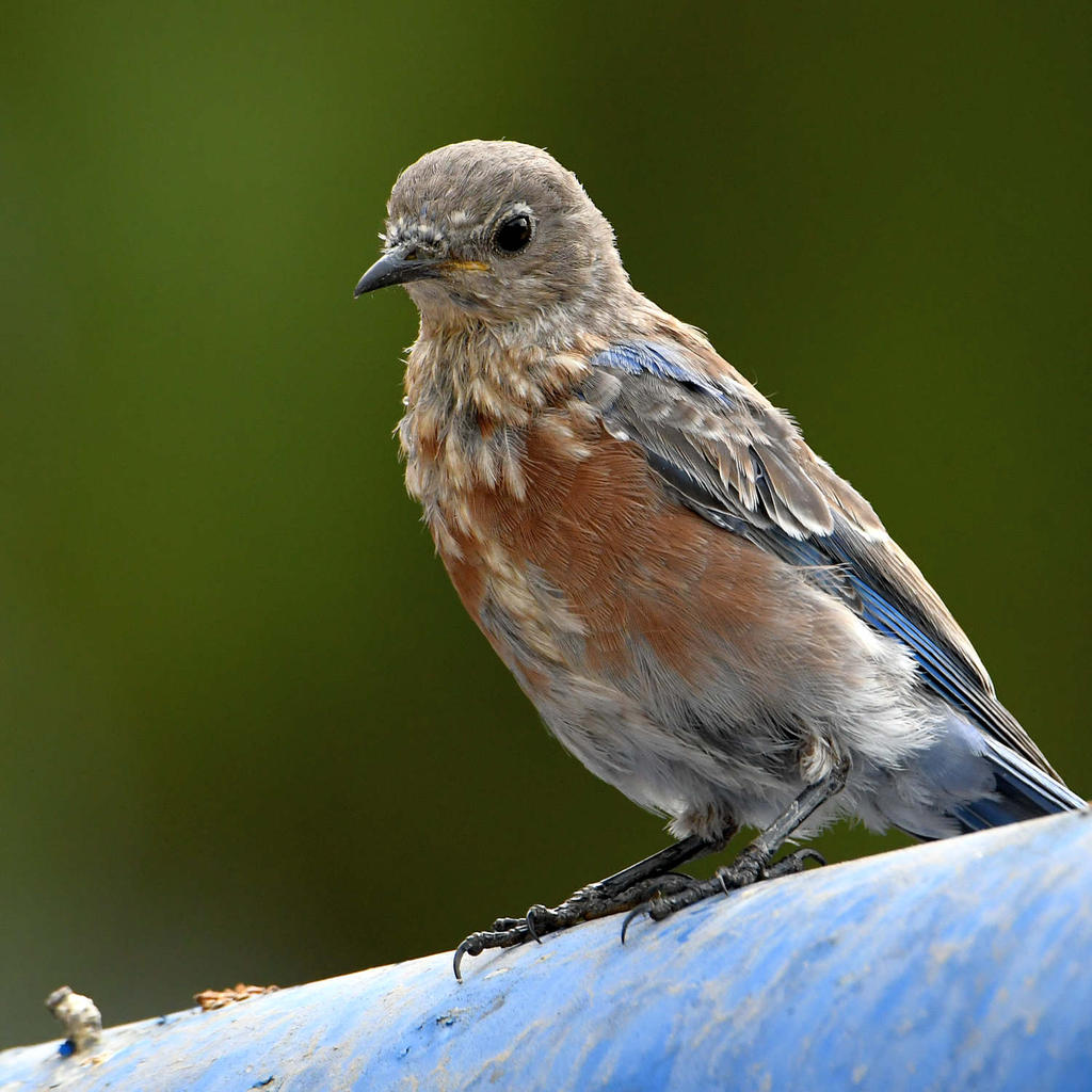 Bluebird.jpg