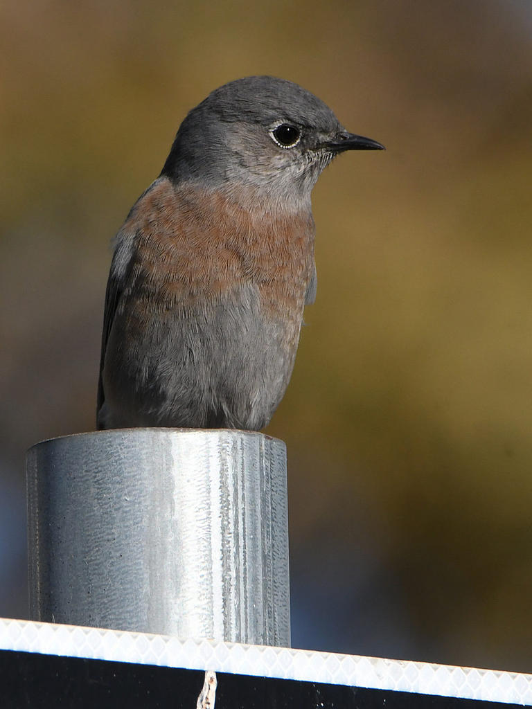 Bluebird.jpg