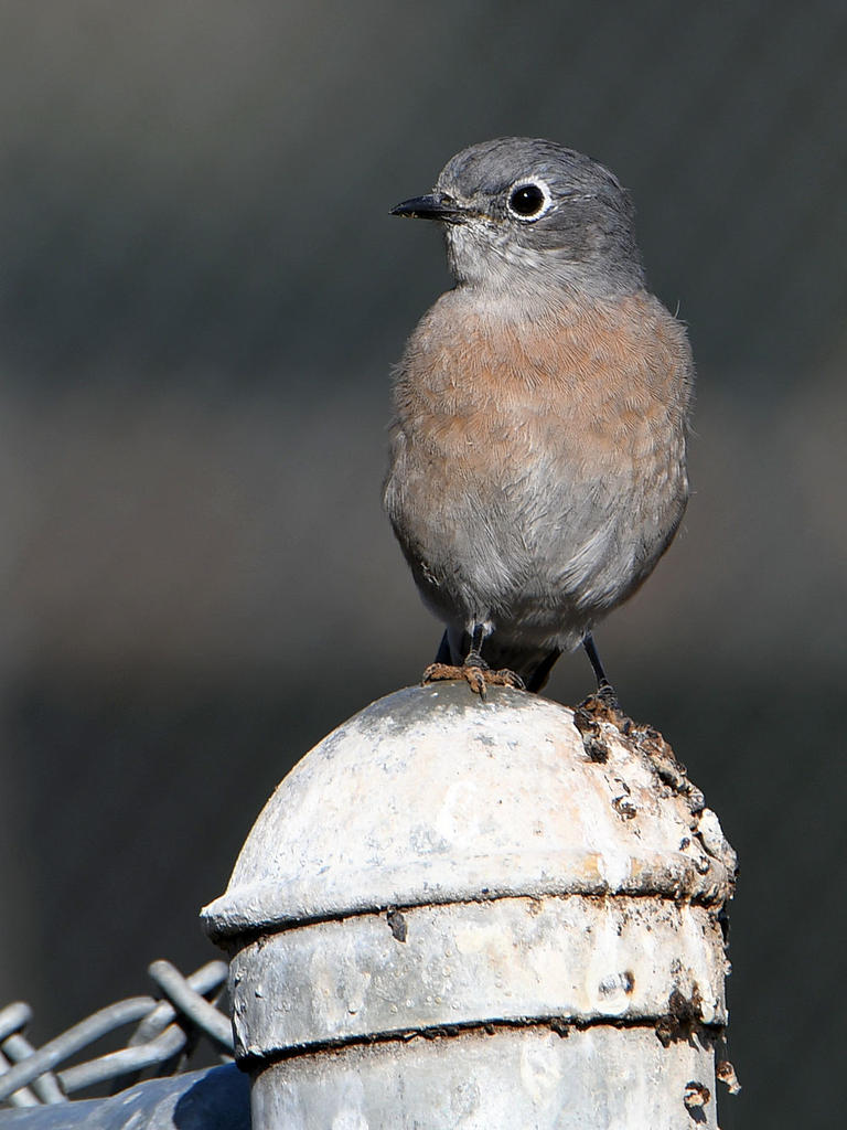 Bluebird.jpg