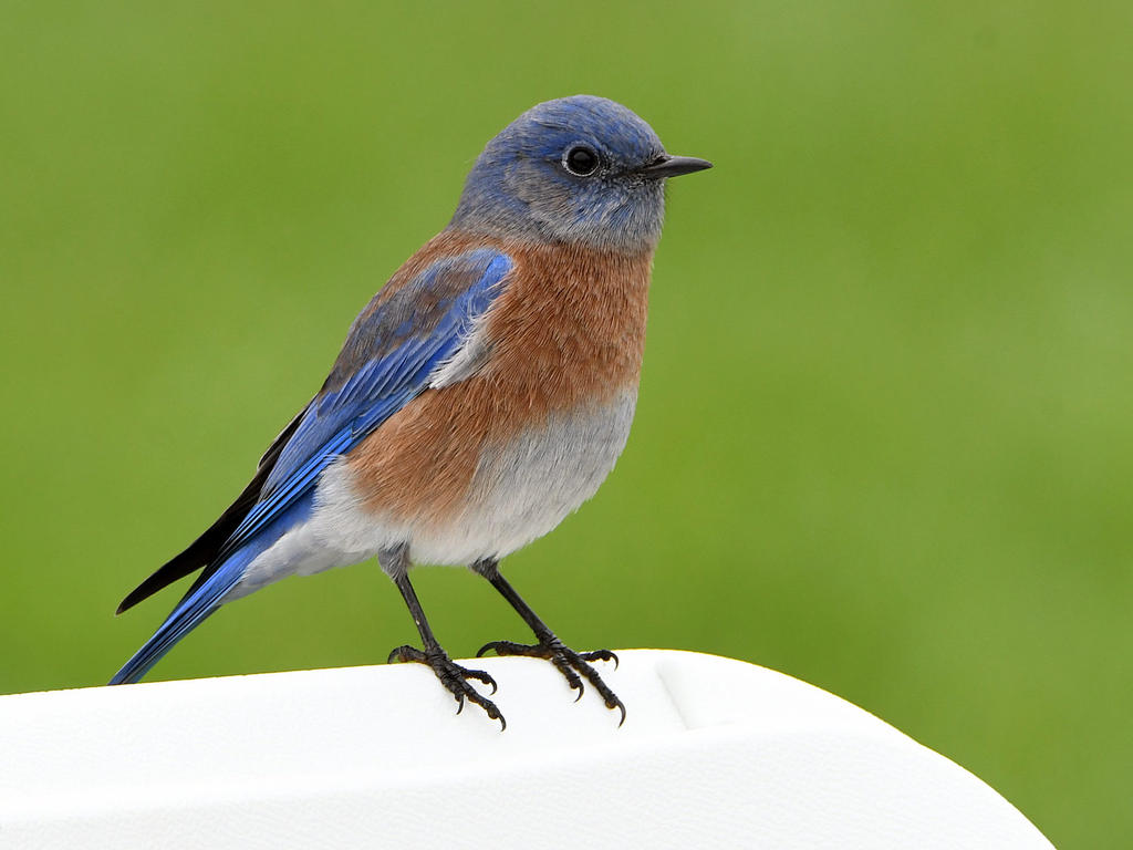 Bluebird.jpg
