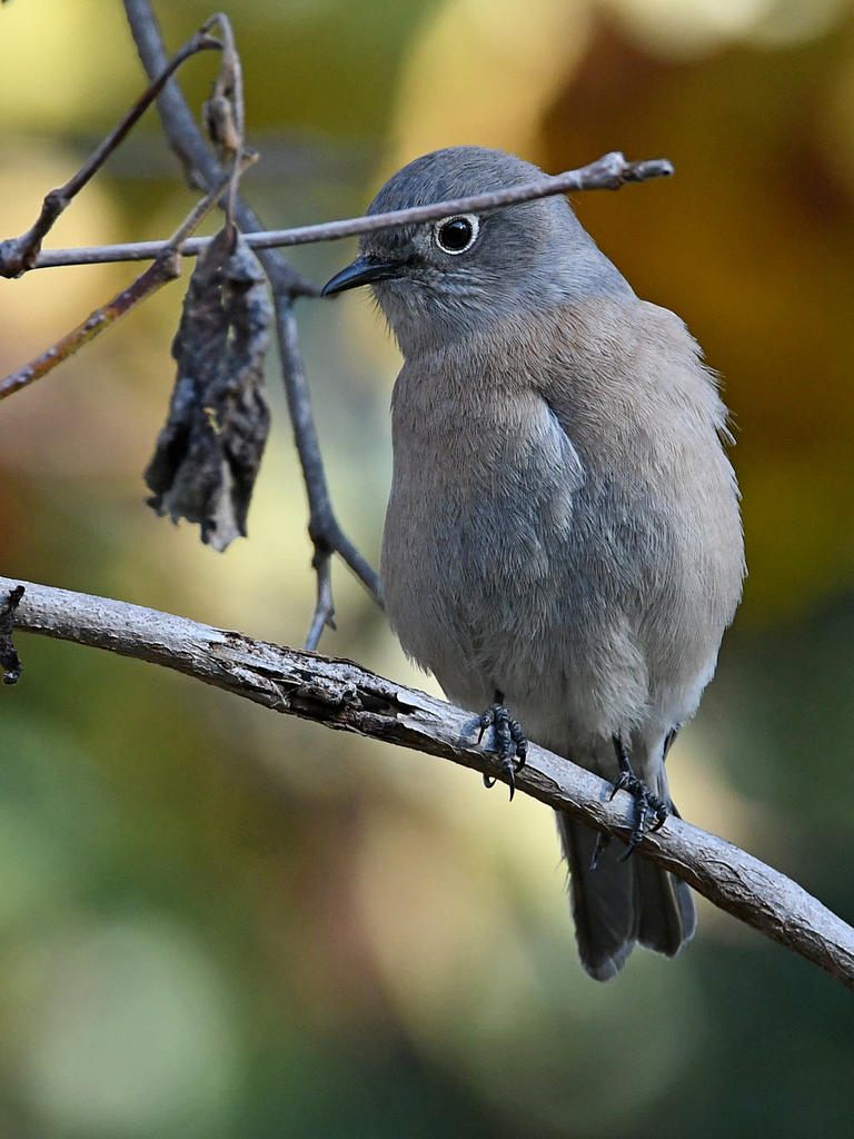 Bluebird.jpg
