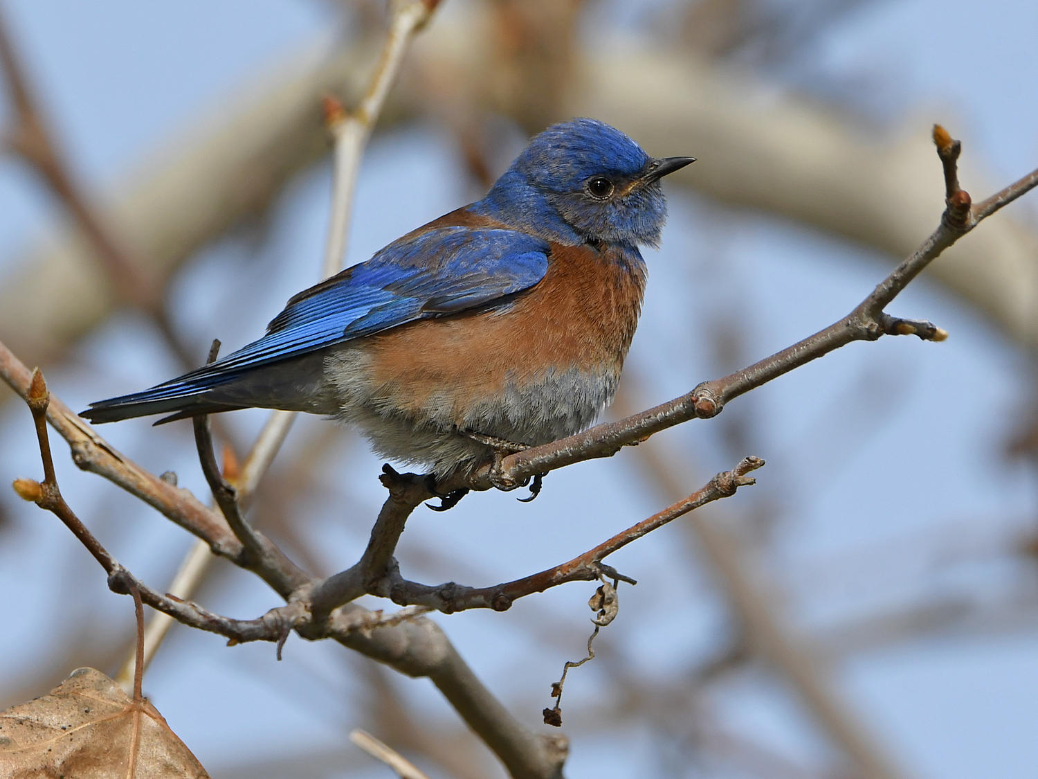 Bluebird.jpg
