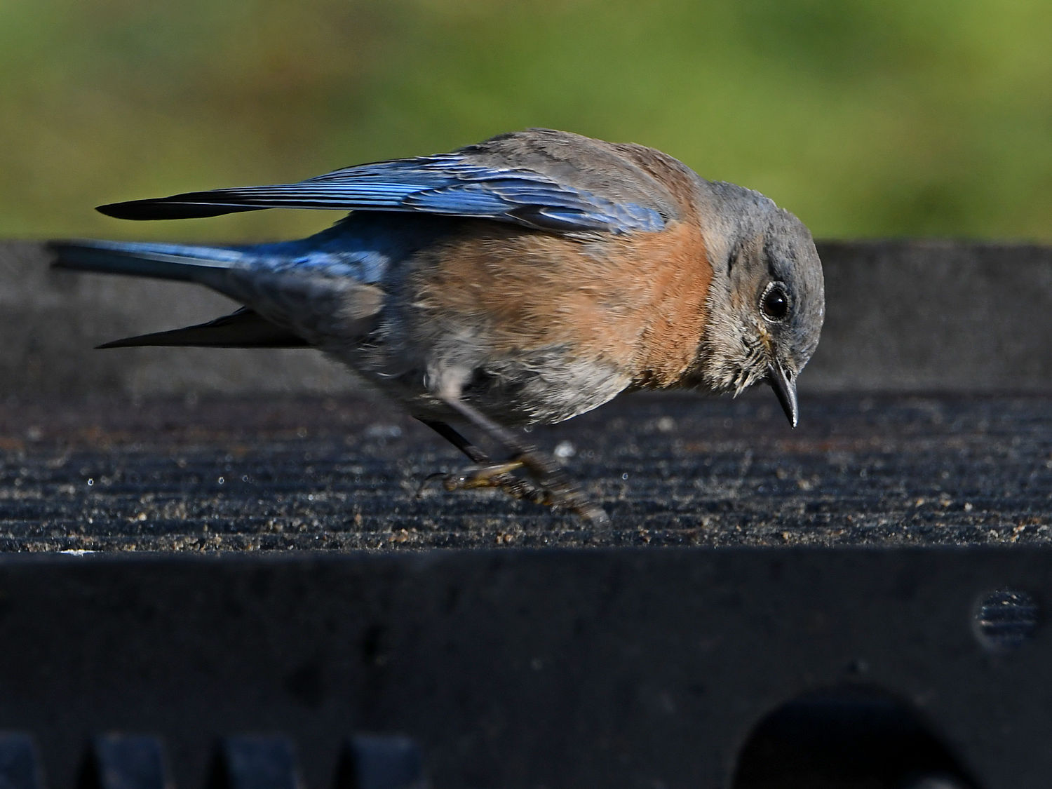Bluebird.jpg