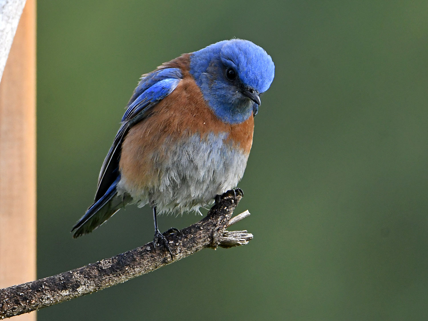 Bluebird.jpg