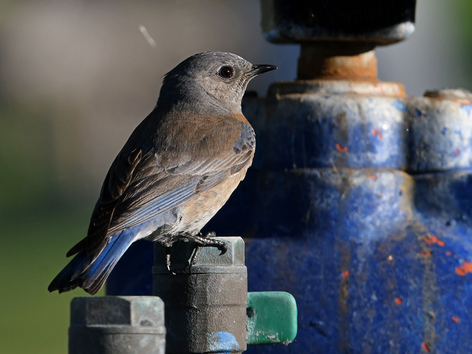 Bluebird.jpg