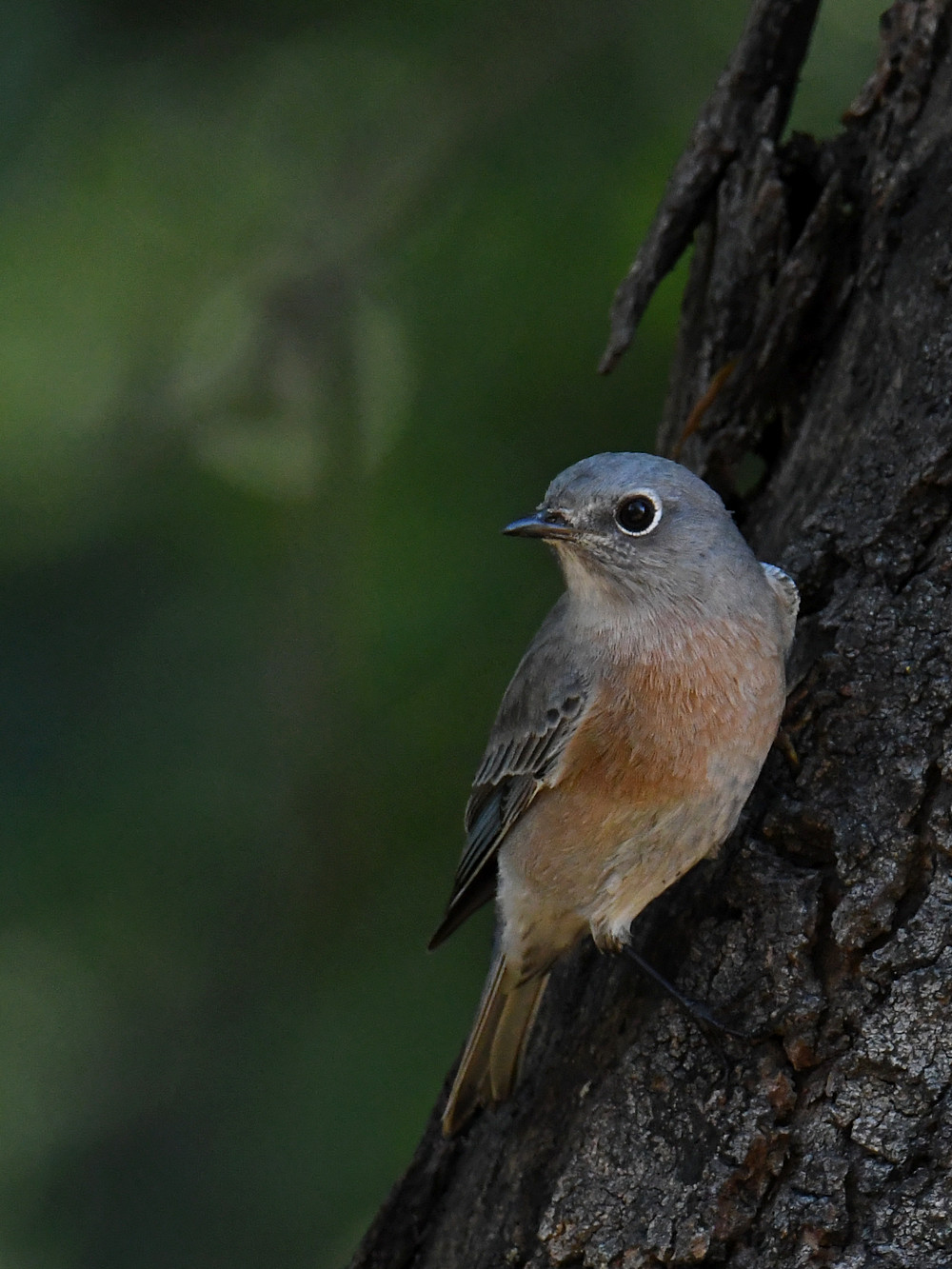 Bluebird.jpg