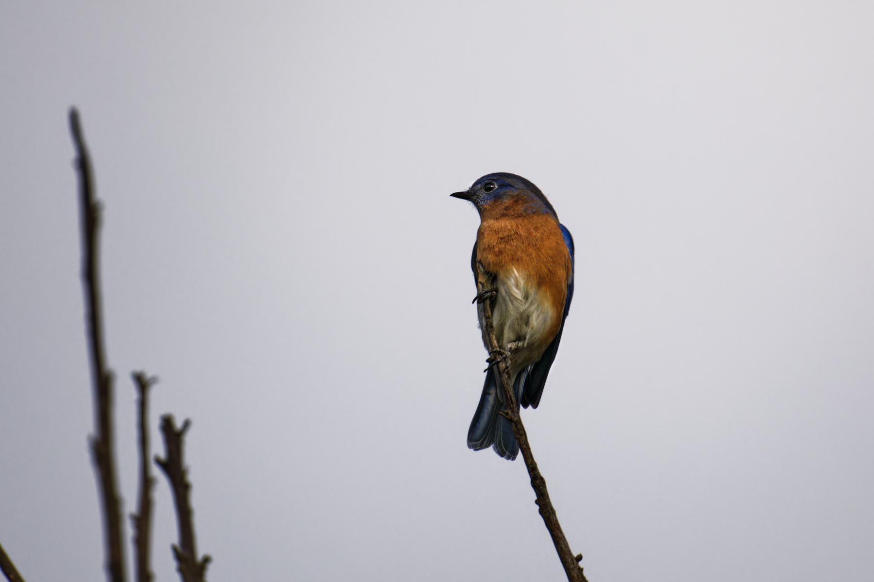 Bluebird.jpg