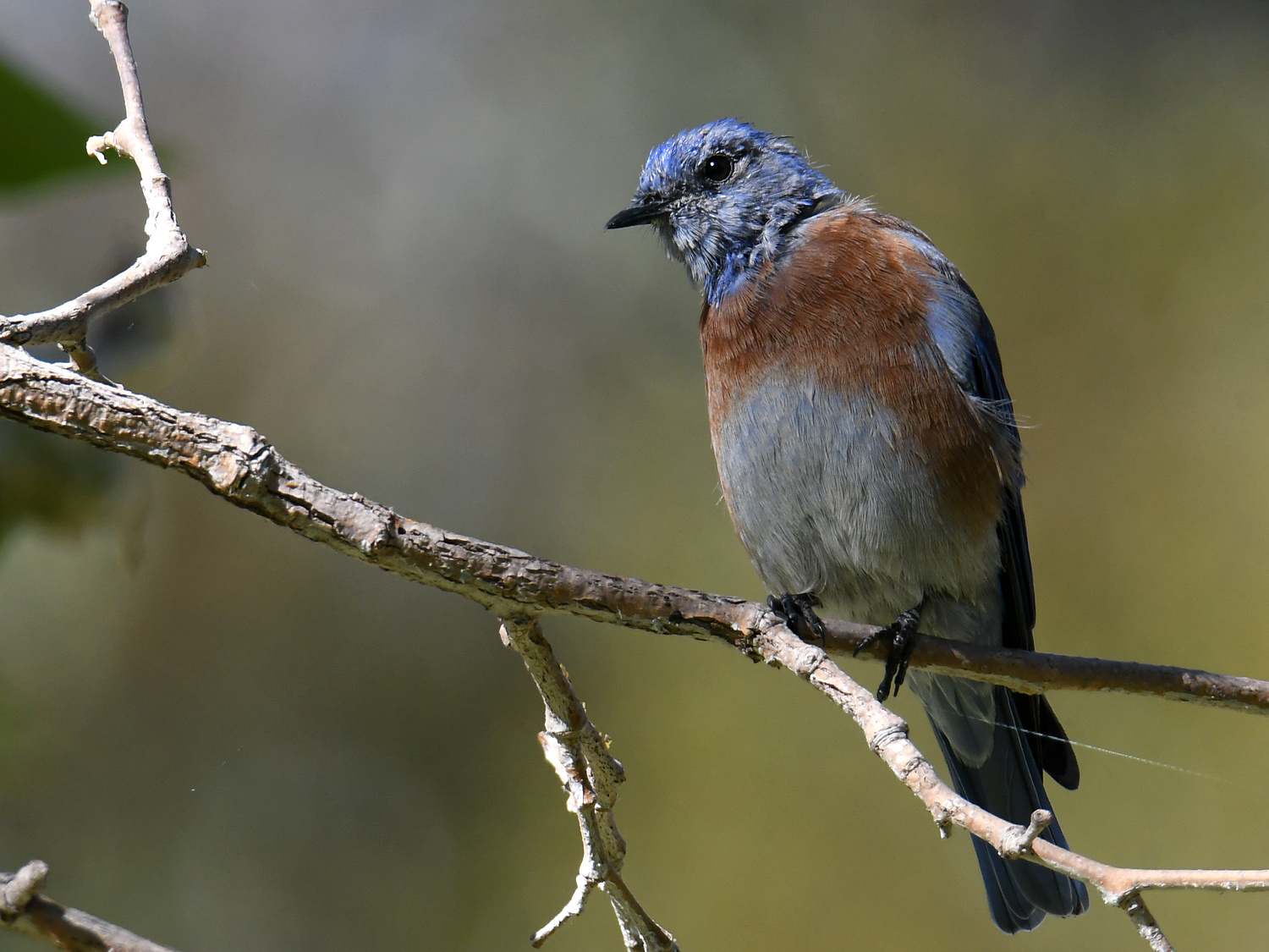 Bluebird.jpg