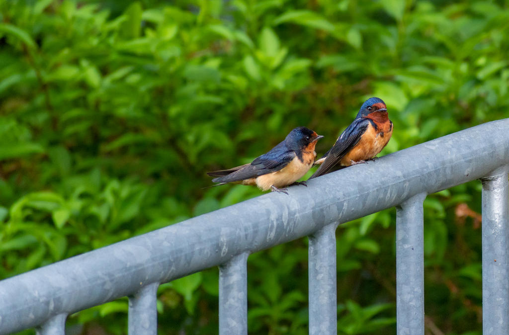 Bluebird Pair Enhanced-6.jpg