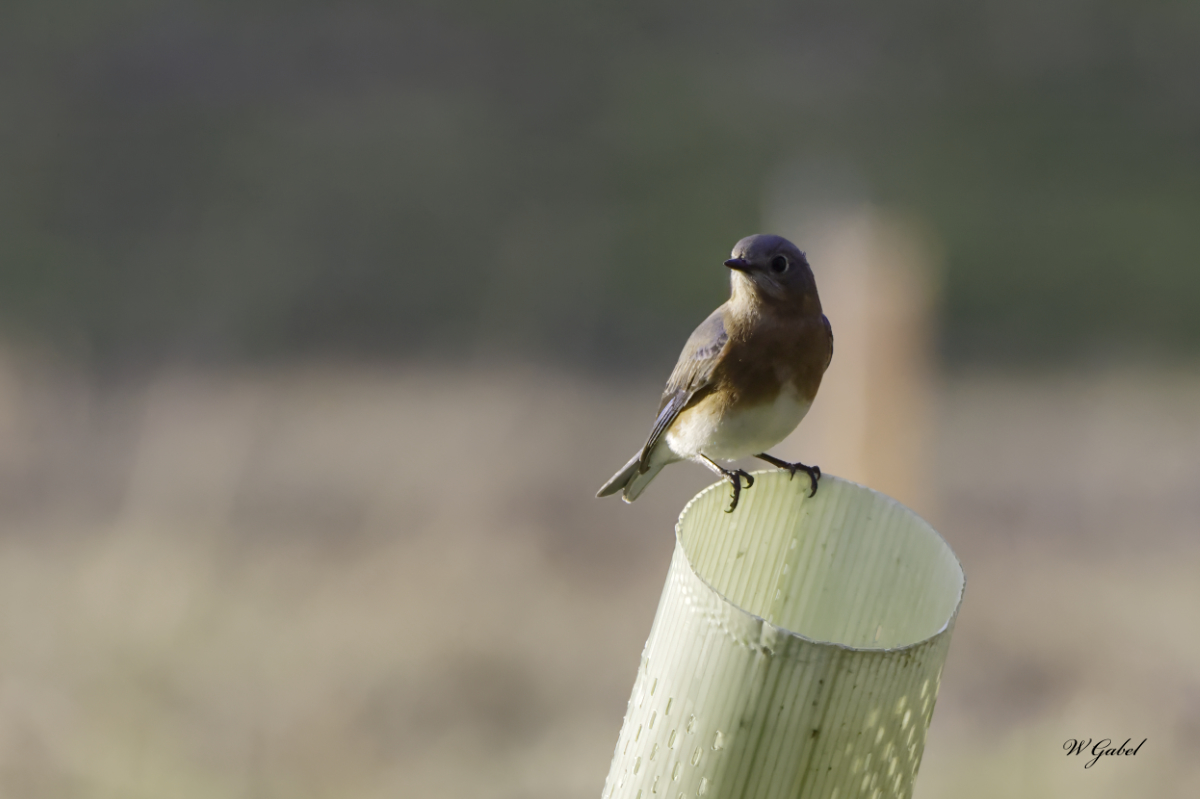 Bluebird001 sm.jpg