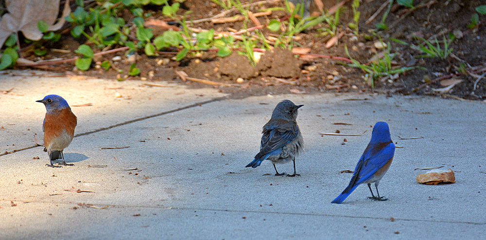 Bluebird10.jpg