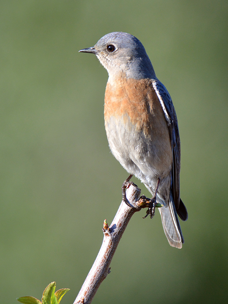 Bluebird10.jpg