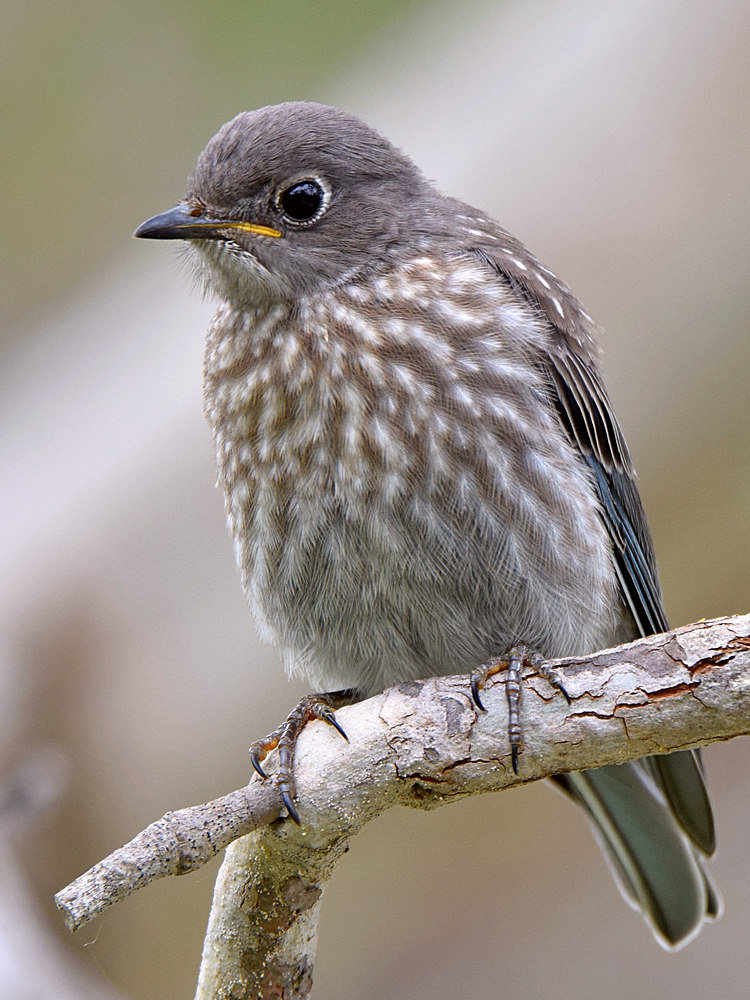 Bluebird10.jpg