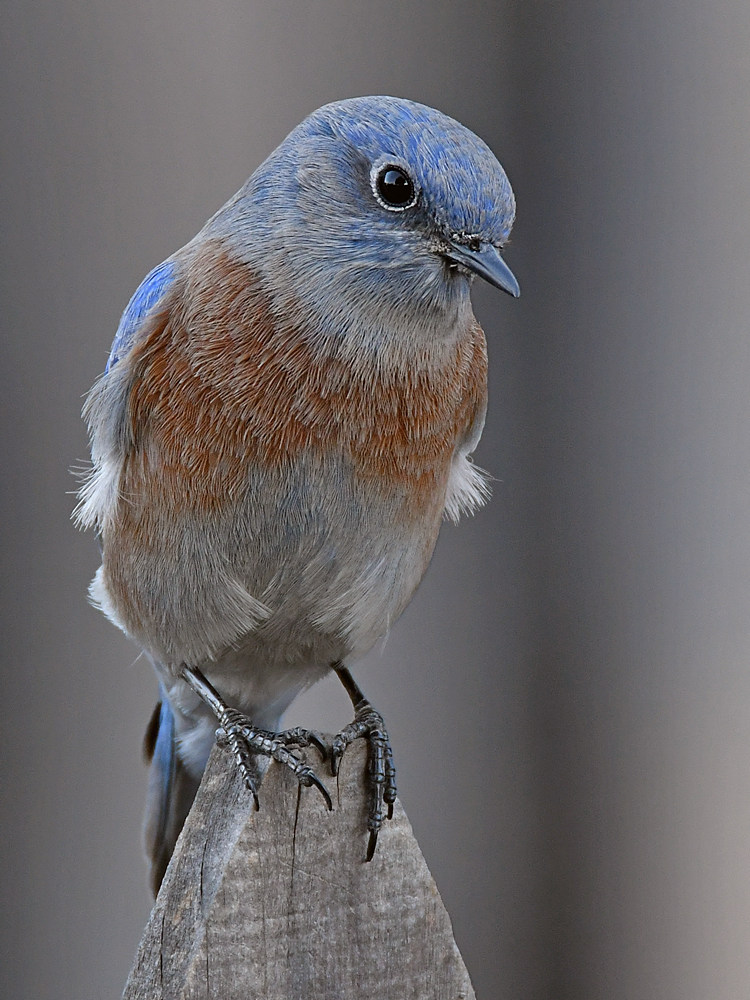 Bluebird10.jpg