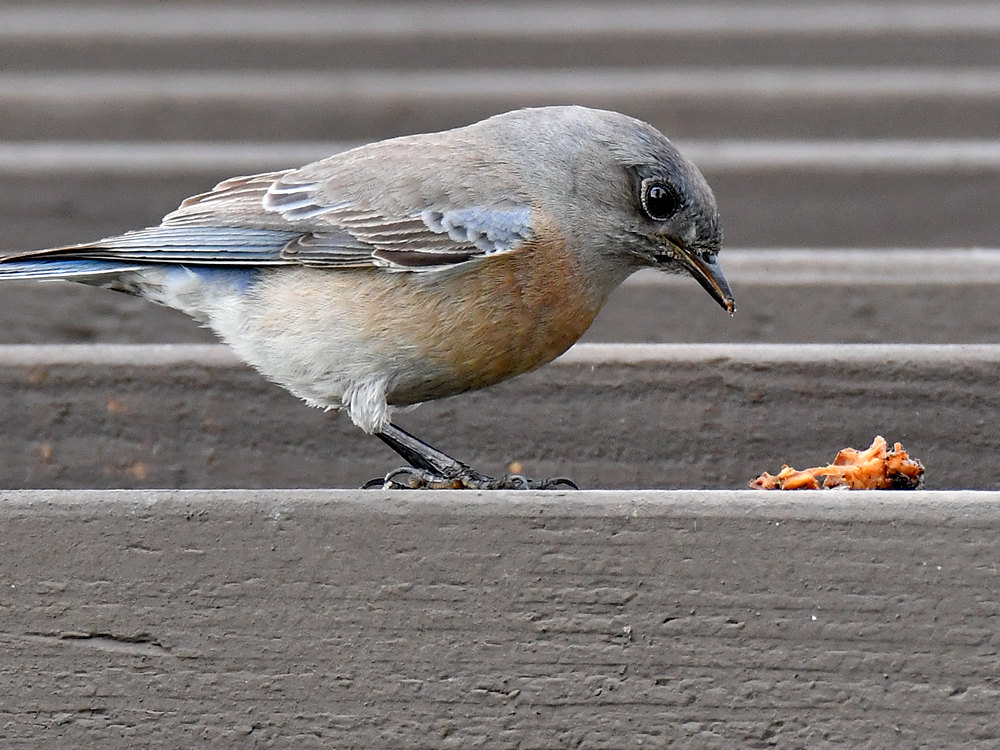 Bluebird10.jpg