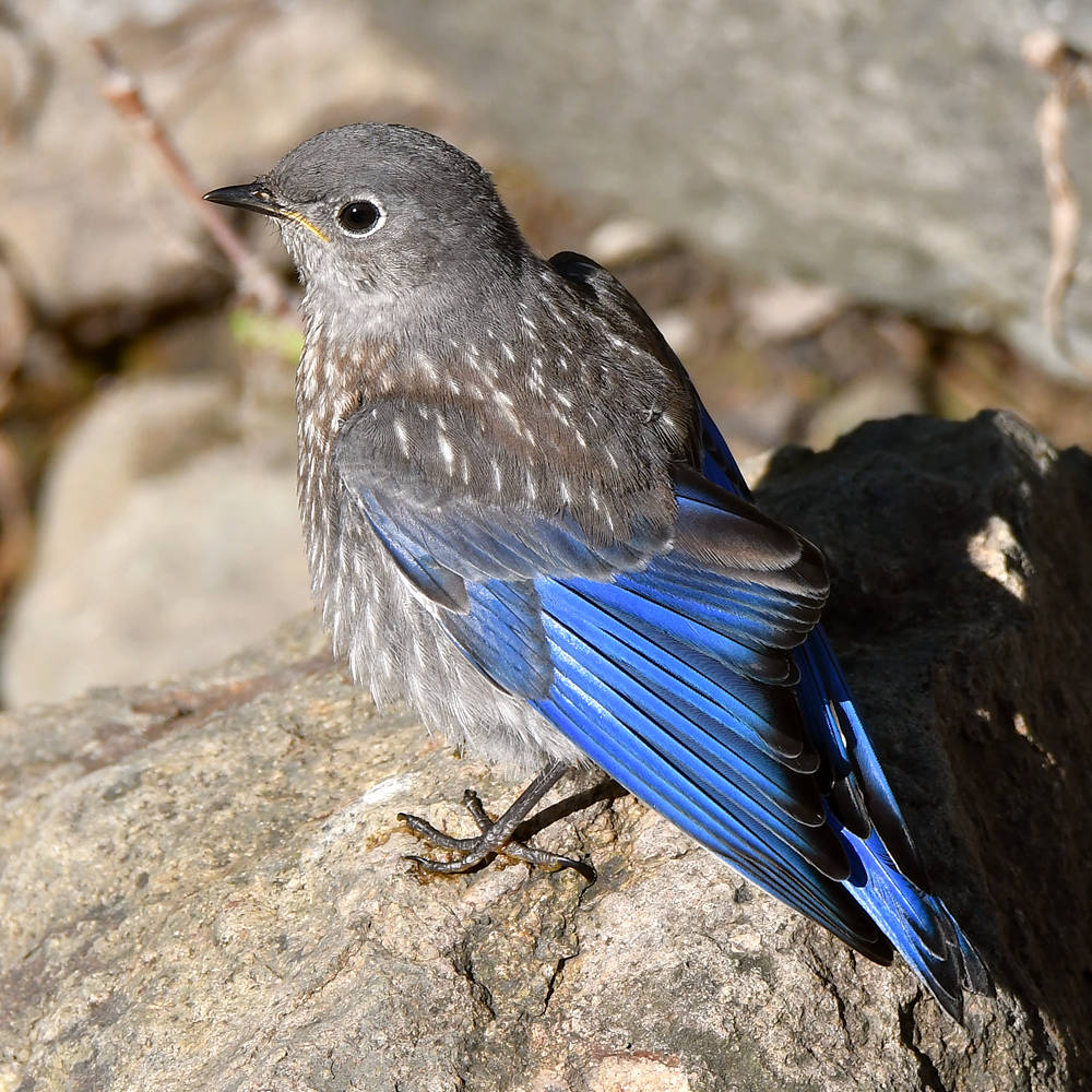 Bluebird10.jpg