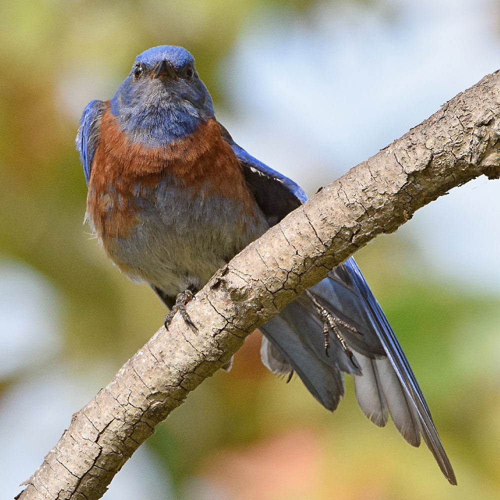 Bluebird10.jpg