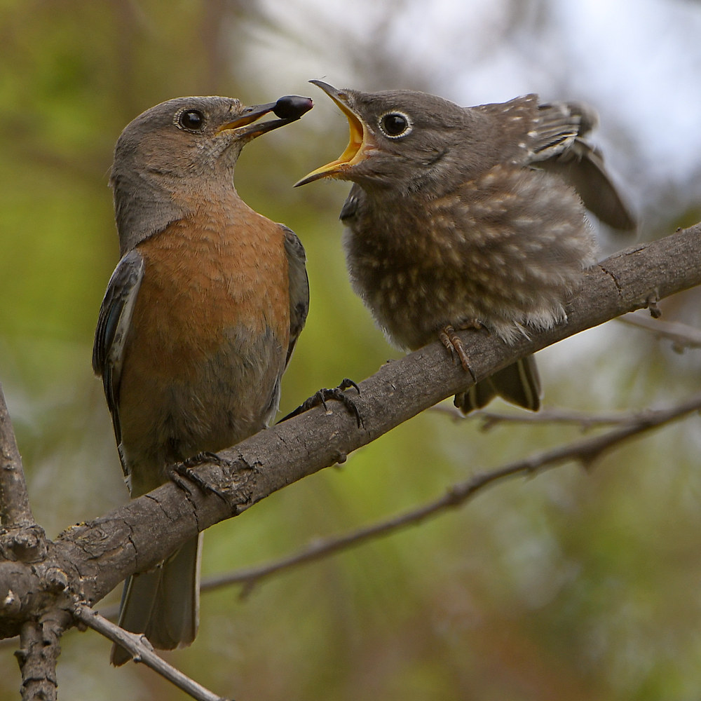Bluebird10.jpg
