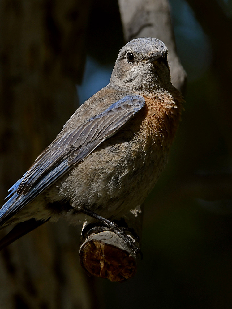 Bluebird10.jpg