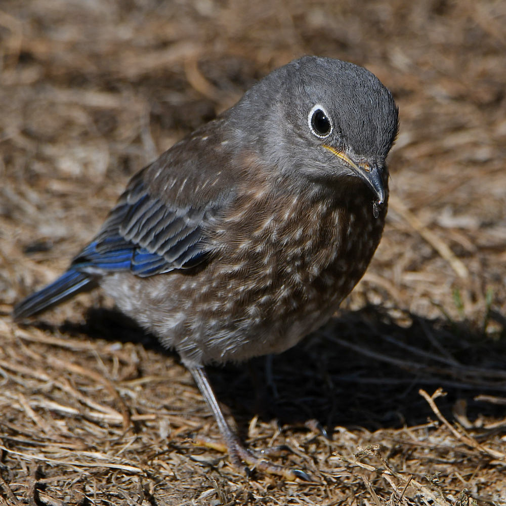 Bluebird10.jpg