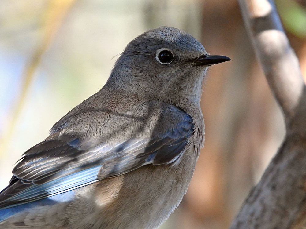 Bluebird10.jpg