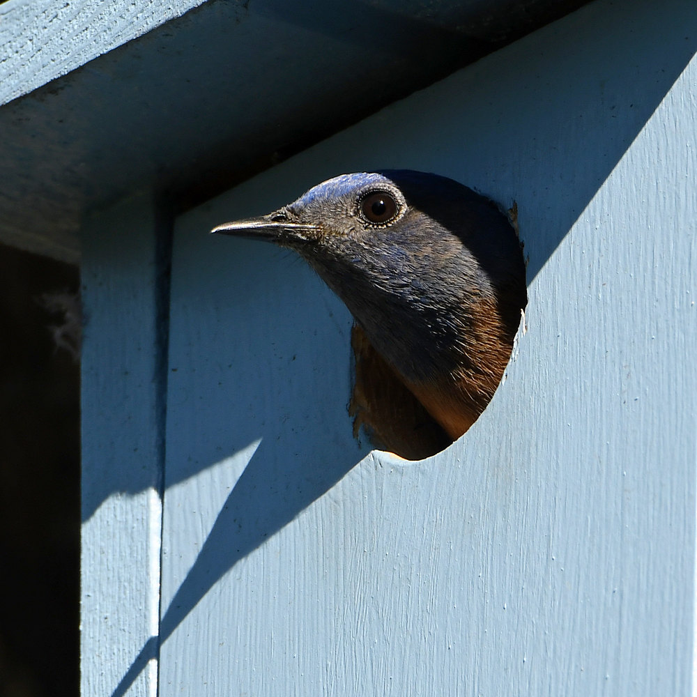 Bluebird10.jpg