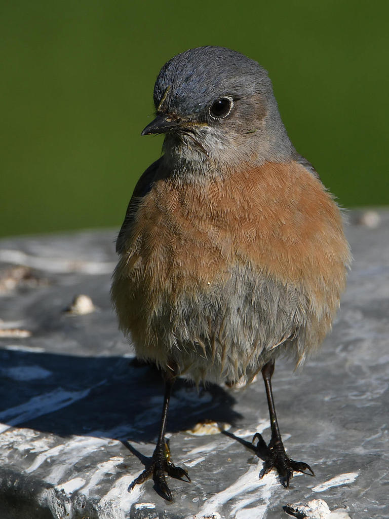 Bluebird10.jpg