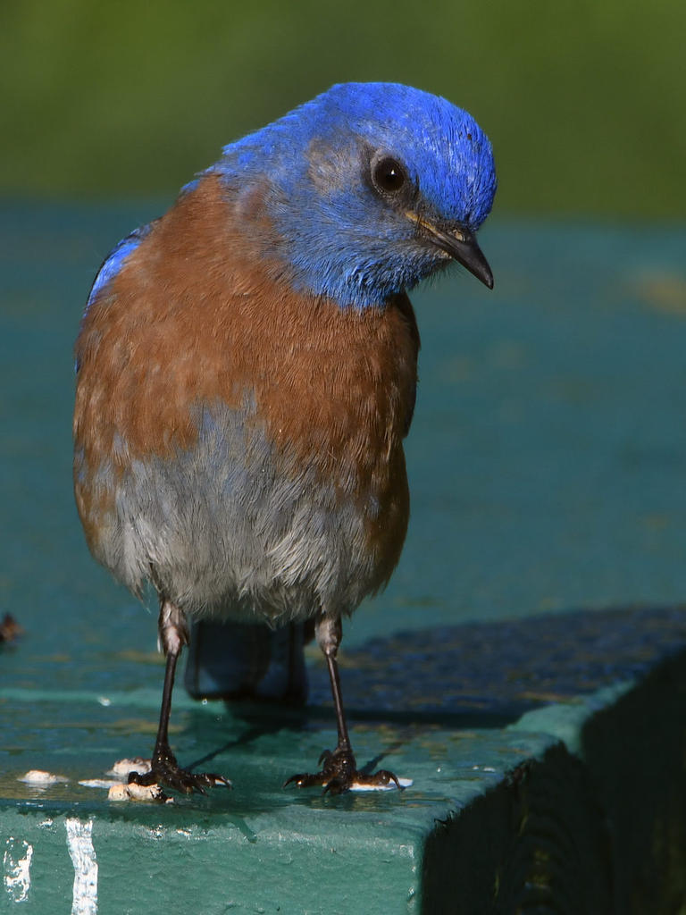 Bluebird10.jpg