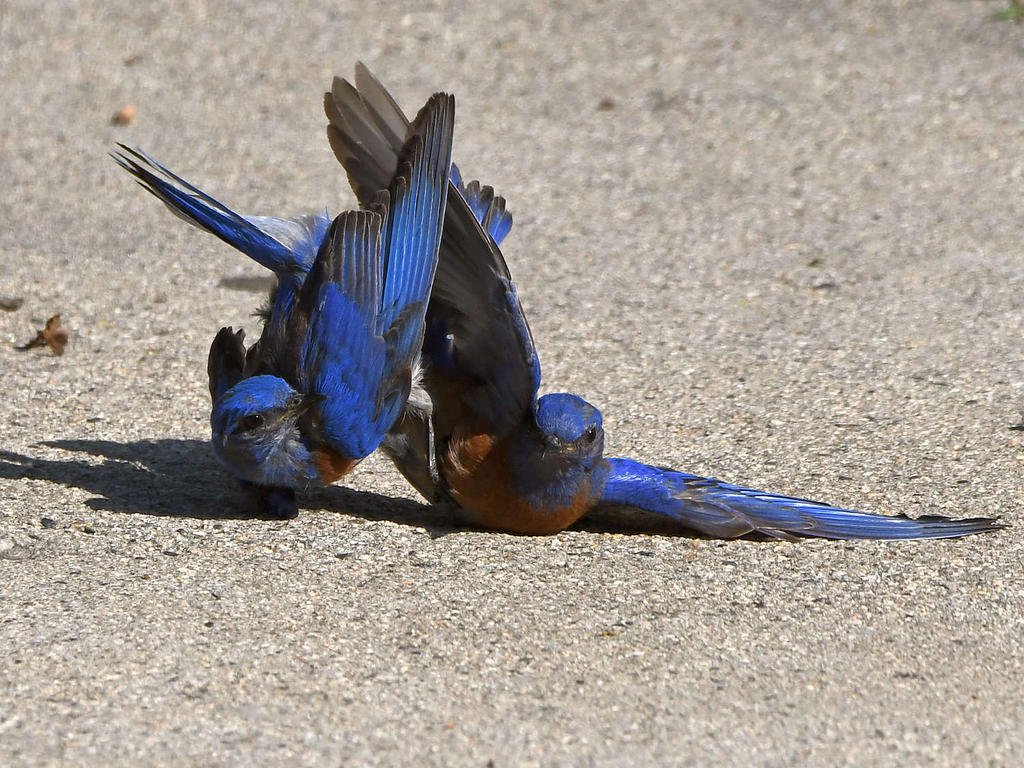 Bluebird10.jpg