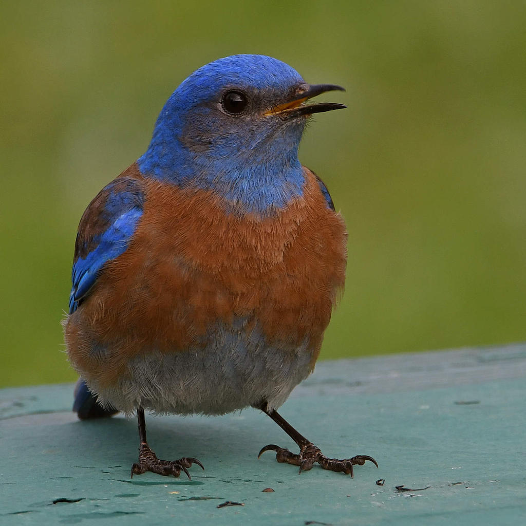 Bluebird10.jpg