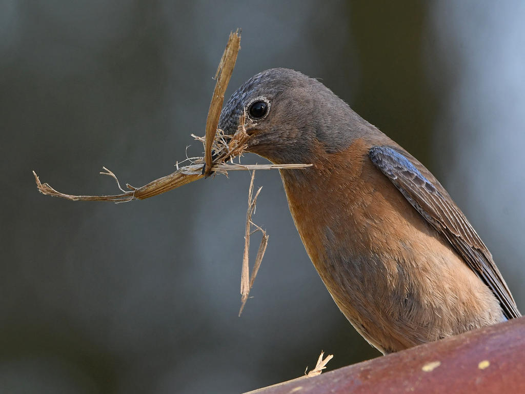 Bluebird10.jpg