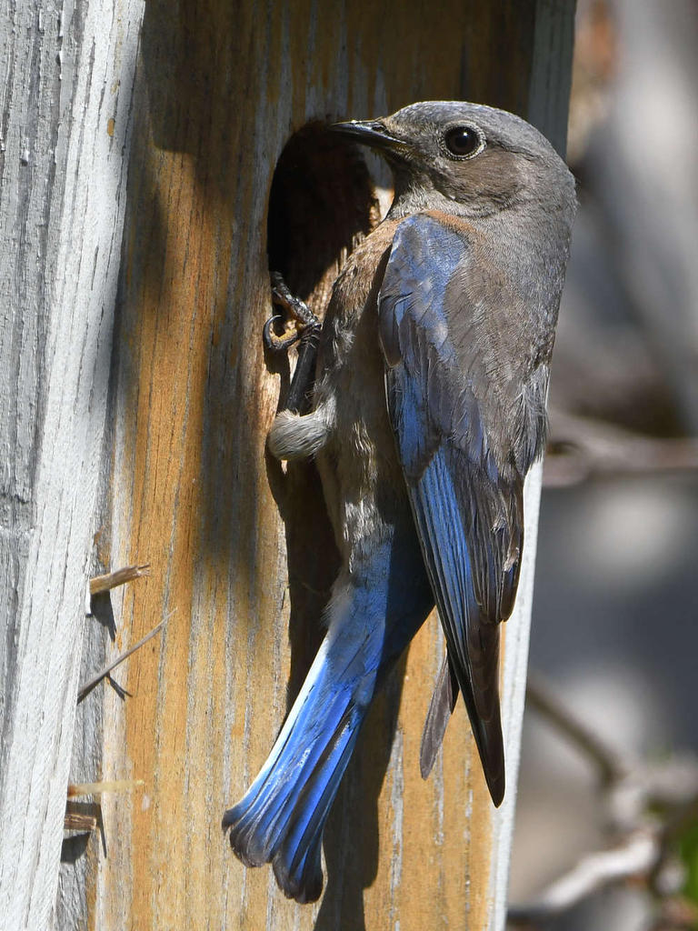 Bluebird10.jpg