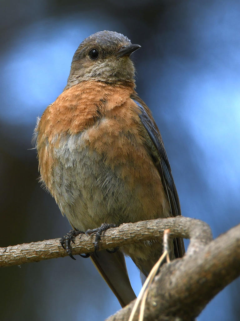 Bluebird10.jpg