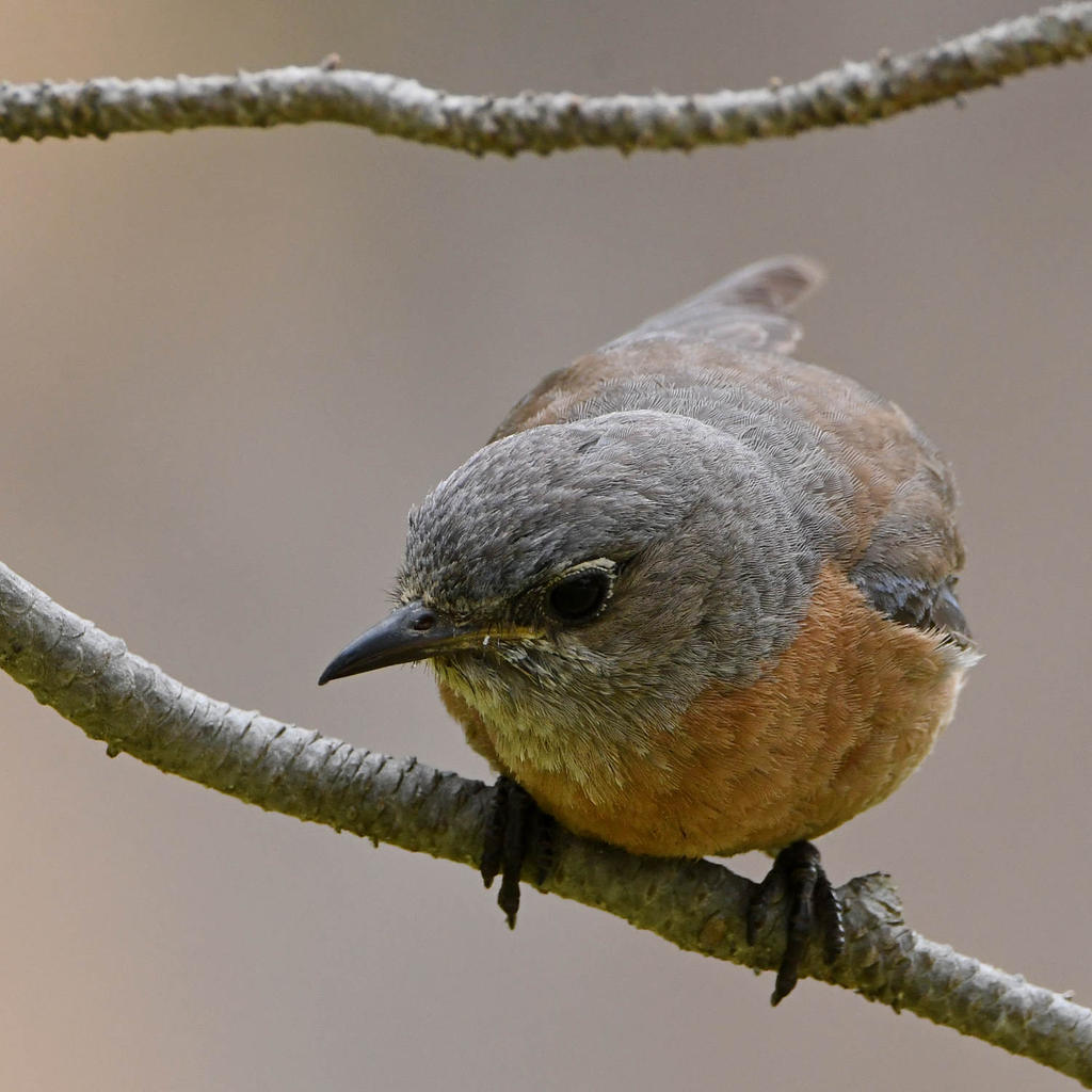 Bluebird10.jpg