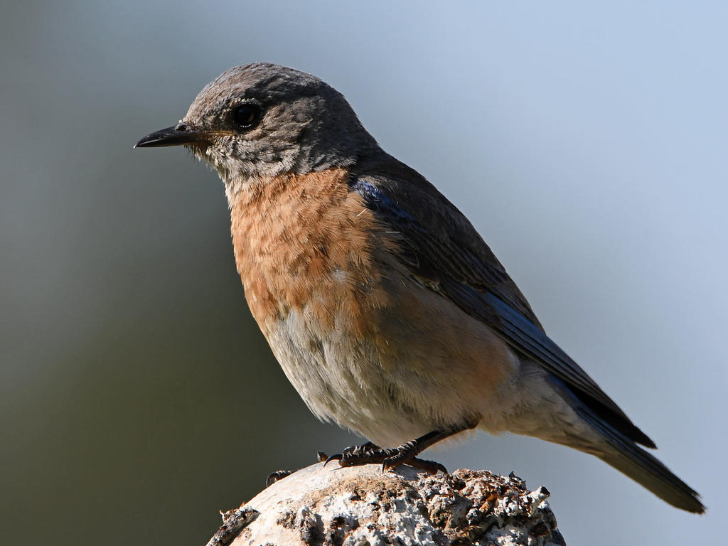 Bluebird10.jpg
